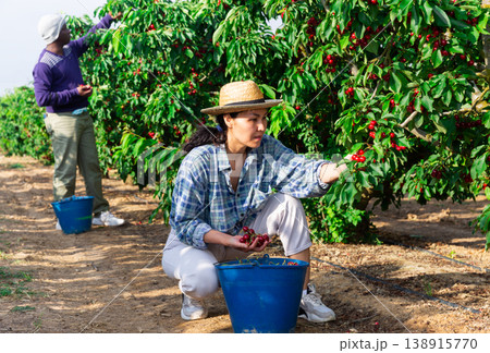 Man and woman are harvesting cherries Man and woman are harvesting cherries 138915770