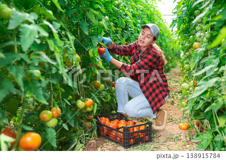 Young female farm worker harvesting tomatoes on vegetable plantation 138915784