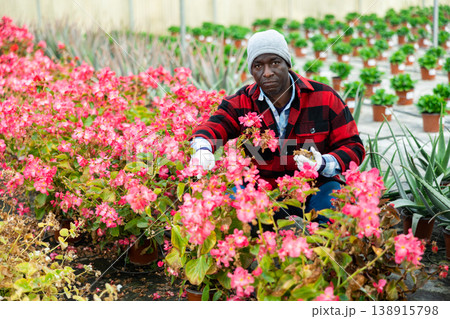 Male florist working with begonia plants Male florist working with begonia plants 138915798