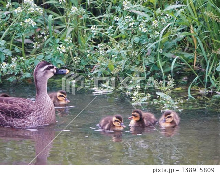 池で泳ぐカルガモの親子 池で泳ぐカルガモの親子 138915809