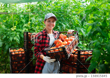 Woman farmer compiling boxes with ripe tomatoes in a greenhouse Woman farmer compiling boxes with ripe tomatoes in a greenhouse 138915845