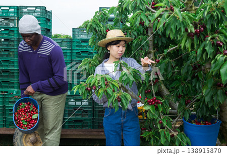 workers working at the cherry farm 138915870
