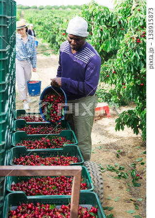 Afro american gardener bulking cherries into the crates Afro american gardener bulking cherries into the crates 138915873