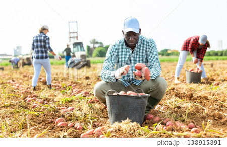 Skilled male farmer harvesting potato on field Skilled male farmer harvesting potato on field 138915891