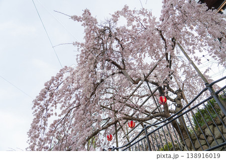 有馬川の桜のある風景 138916019