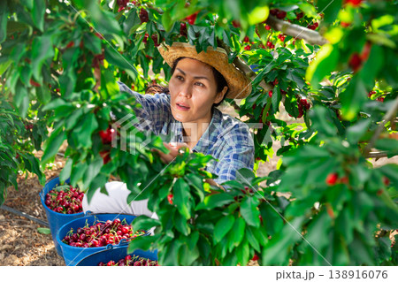 Portrait of cheerful female worker picking cherry Portrait of cheerful female worker picking cherry 138916076