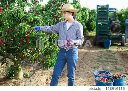Woman gardener picking sweet cherry at orchard 138916116