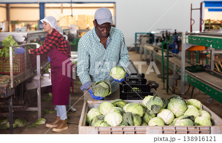 African american man inspects cabbage for freshness 138916121