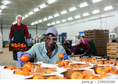 Hardworking african american farmer inspects tomatoes Hardworking african american farmer inspects tomatoes 138916166