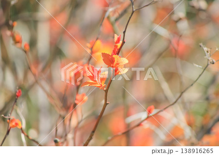 Bright orange young leaves of Spiraea japonica Goldflame in spring garden under warm natural light Bright orange young leaves of Spiraea japonica Goldflame in spring garden under warm natural light 138916265