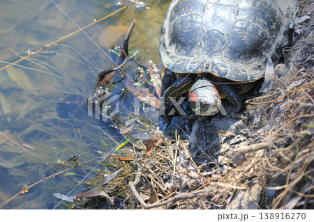 Red eared slider turtle basking by a pond edge in wild nature highlighting biodiversity and ecology 138916270