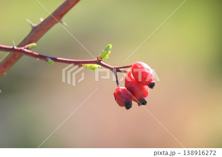 Red rose hips on a branch with new green leaves in spring garden under bright natural sunlight Red rose hips on a branch with new green leaves in spring garden under bright natural sunlight 138916272