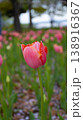 A single coral-pink tulip in sharp focus stands tall against a soft blurred field of blooms. Delicate petals with subtle red edges catch the gentle light 138916367