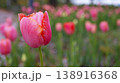 close-up of a vibrant pink tulip with warm orange streaks, surrounded by rows of blurred blooms stretching into the distance. Wide, dreamy garden scene copy space 138916368