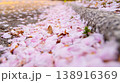 Fallen cherry blossom petals blanketing a stone-edged pavement in soft pink. A quiet moment capturing the transience of spring 138916369