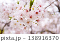 Close up Delicate white cherry blossoms in full bloom cluster on a branch, soft pink centers and golden stamens glowing against a dreamy blurred background 138916370