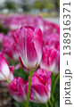 A bold magenta tulip with a clean white base stands out against a blurred field of matching blooms. Dramatic contrast and vivid color throughout 138916371