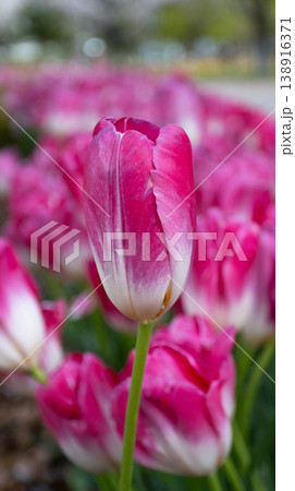 A bold magenta tulip with a clean white base stands out against a blurred field of matching blooms. Dramatic contrast and vivid color throughout 138916371