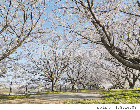 光降り注ぐ桜の天蓋、春を歩く至福の遊歩道 光降り注ぐ桜の天蓋、春を歩く至福の遊歩道 138916388