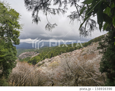 雲海に霞む桃源郷、吉野山を彩る千本桜 雲海に霞む桃源郷、吉野山を彩る千本桜 138916390