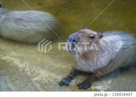 水に浸かるカピバラ 138916487