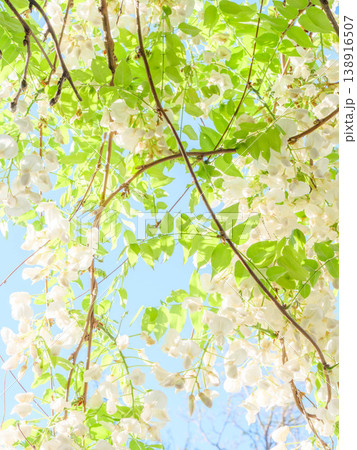 初夏の公園の藤棚 初夏の公園の藤棚 138916507
