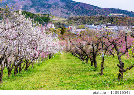 春 桃満開 福島飯坂温泉 花ももの里 春 桃満開 福島飯坂温泉 花ももの里 138916542
