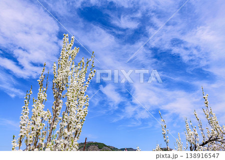春　桃満開　福島飯坂温泉  花ももの里 138916547