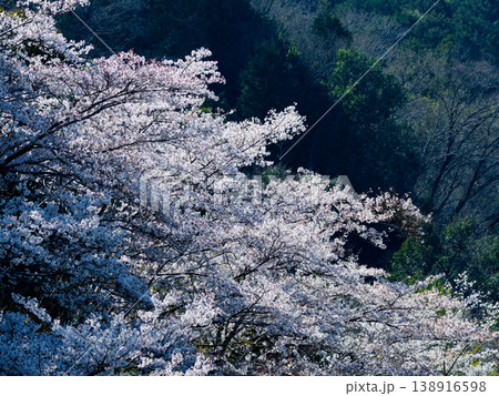 桜の基本野生種　バラ科サクラ属ヤマザクラの開花 138916598