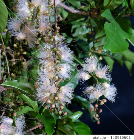 白いサガリバナの花 白いサガリバナの花 138916601