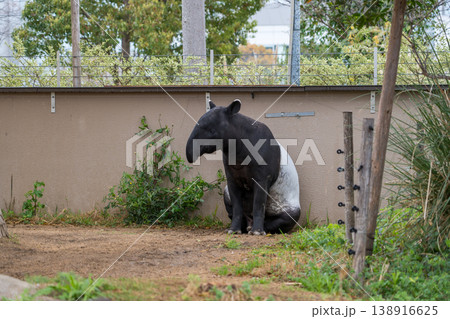 動物園にいるマレーバク 138916625