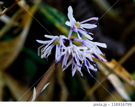 白花ショウジョウバカマ開花 138916799