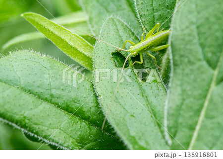 ヤブキリの幼虫が葉を食べている ヤブキリの幼虫が葉を食べている 138916801
