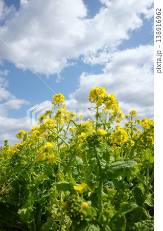 青空に向かって咲く菜の花 青空に向かって咲く菜の花 138916962