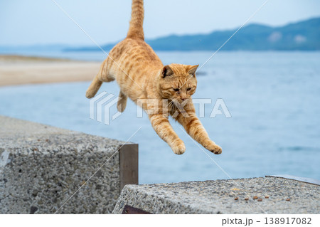 香川県・佐柳島の堤防をジャンプする茶トラの野良猫 香川県・佐柳島の堤防をジャンプする茶トラの野良猫 138917082
