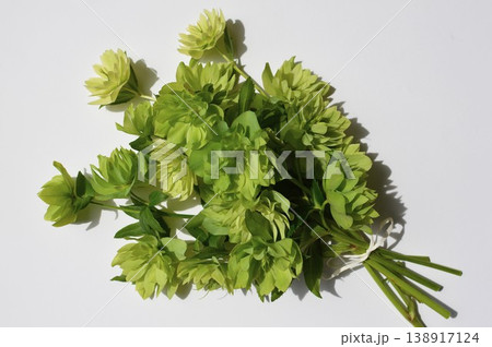 種のつき始めたグリーンのクリスマスローズの花束 種のつき始めたグリーンのクリスマスローズの花束 138917124