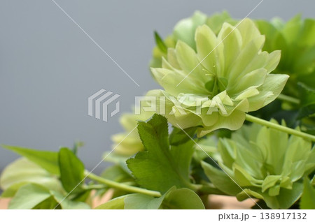 種のつき始めたグリーンのクリスマスローズ 138917132