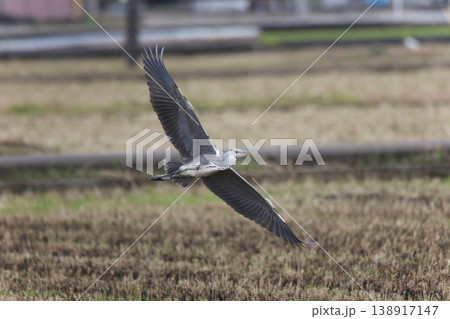 飛ぶアオサギ 138917147