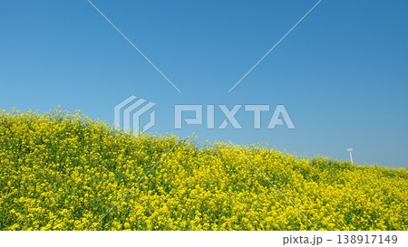 菜の花満開の春の江戸川土手風景 138917149