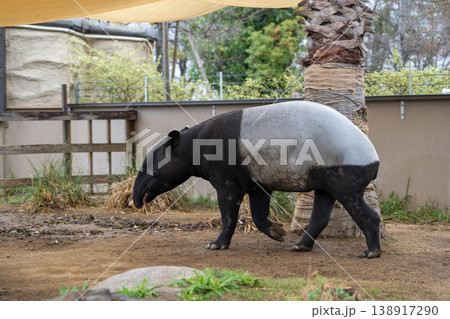 動物園にいるマレーバク 138917290