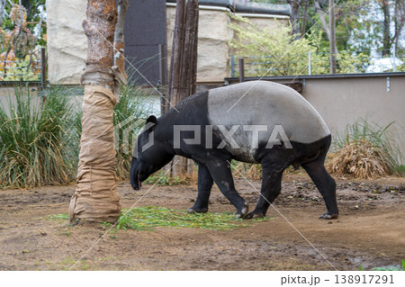 動物園にいるマレーバク 138917291