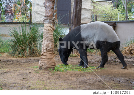 動物園にいるマレーバク 138917292