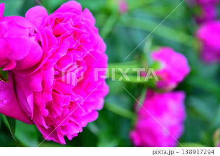 春を彩る季節　満開の赤シャクヤク　　　　 138917294