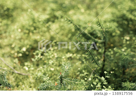 ペイトー湖への道すがら、光きらめく森の小枝 138917556
