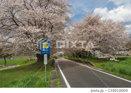 つくば霞ヶ浦りんりんロード・雨引休憩所・散り始めの桜・日本の春 つくば霞ヶ浦りんりんロード・雨引休憩所・散り始めの桜・日本の春 138918009