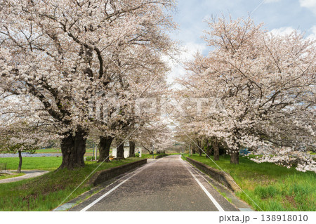 つくば霞ヶ浦りんりんロード・雨引休憩所・散り始めの桜・日本の春 138918010