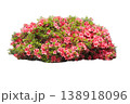つつじ 素材 138918096