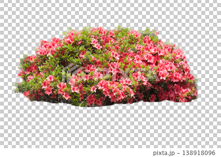 Azalea material 138918096