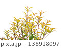 成長する植物のイメージ 素材 138918097