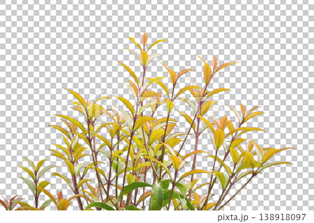 植物生長過程的圖片（素材） 138918097